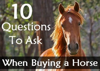 10 QUESTIONS TO ASK BEFORE BUYING A HORSE